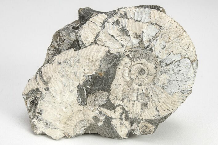 Jurassic Ammonite (Kosmoceras) Cluster - England #207756